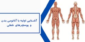 آشنایی اولیه با آناتومی بدن و پوسچرهای شغلی